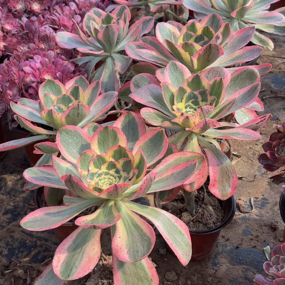 燕姿锦9.9多肉植物