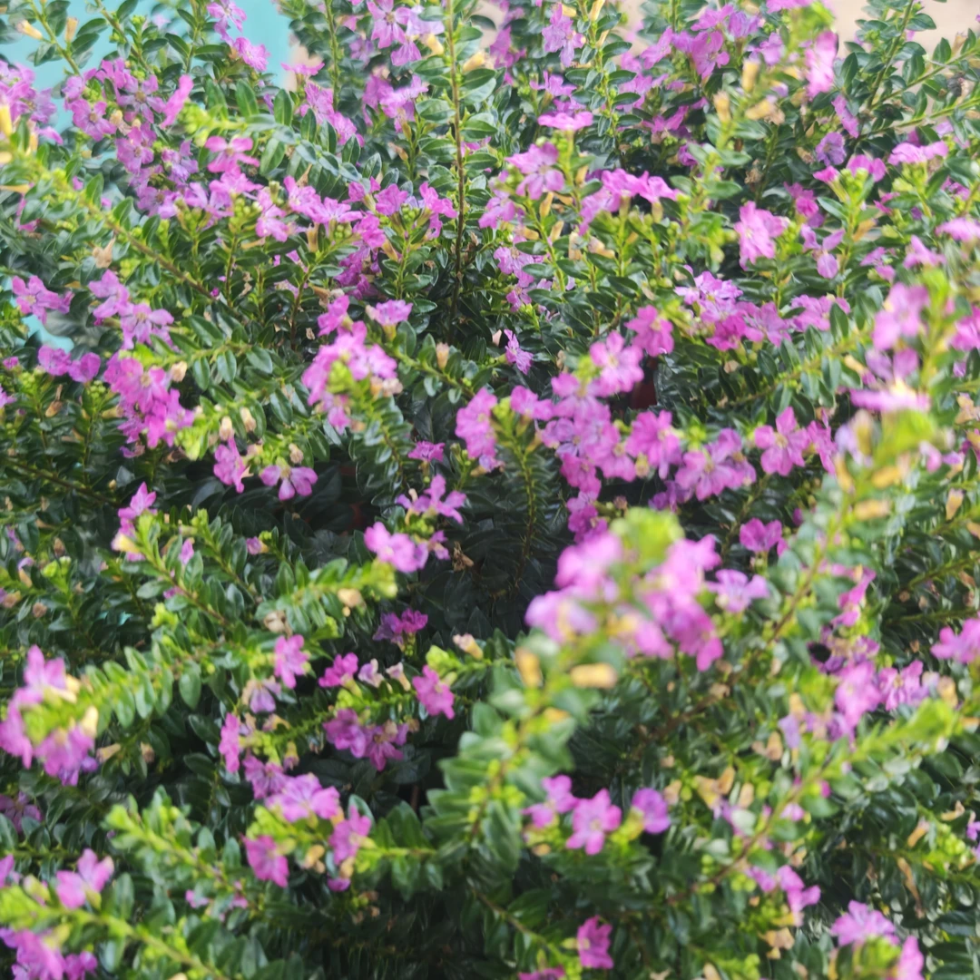玫瑰满天星多年生木本植物带花苞发货阳台庭院好养四季开花植物