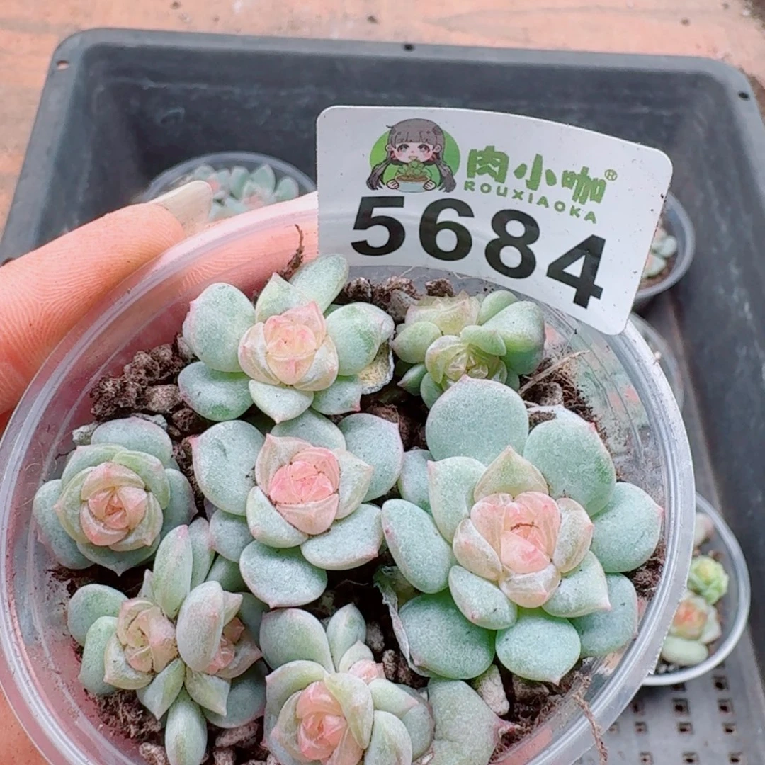 多肉植物多肉植物