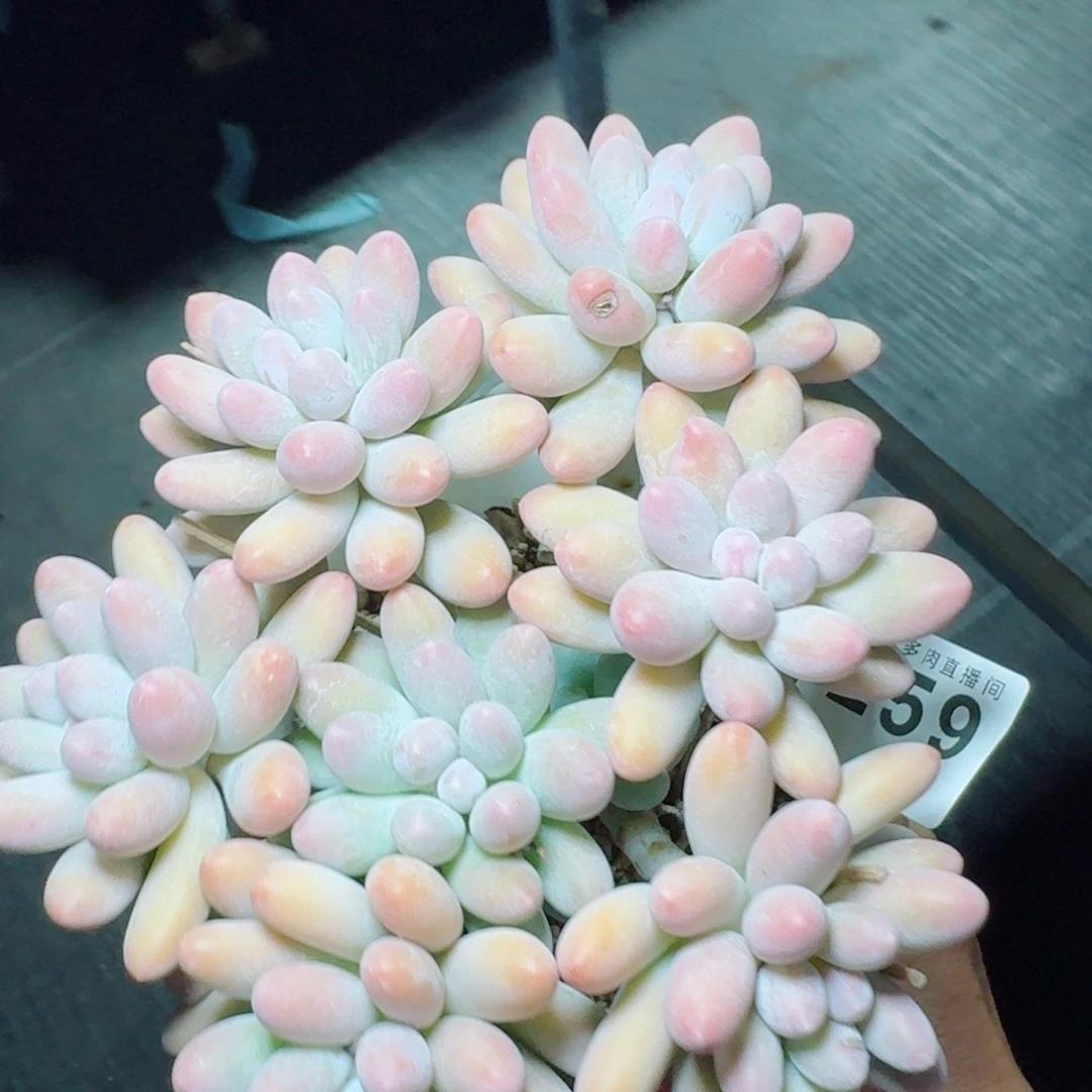 汤圆群生整装            精美多肉植物