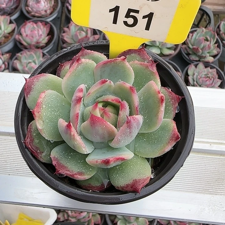 151 惊鸿仙子多肉植物6-9cm