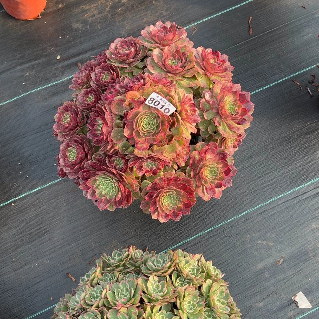 君*莲花座多肉植物8010