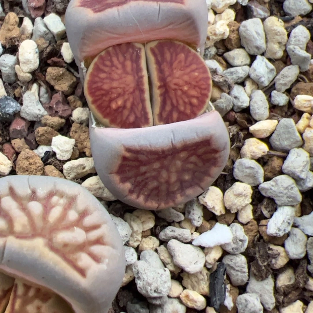 红窗菊多肉植物多肉植物