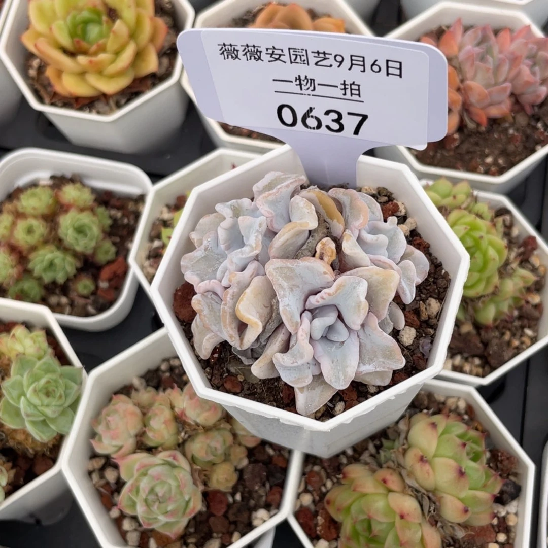 薇薇安园艺多肉0637