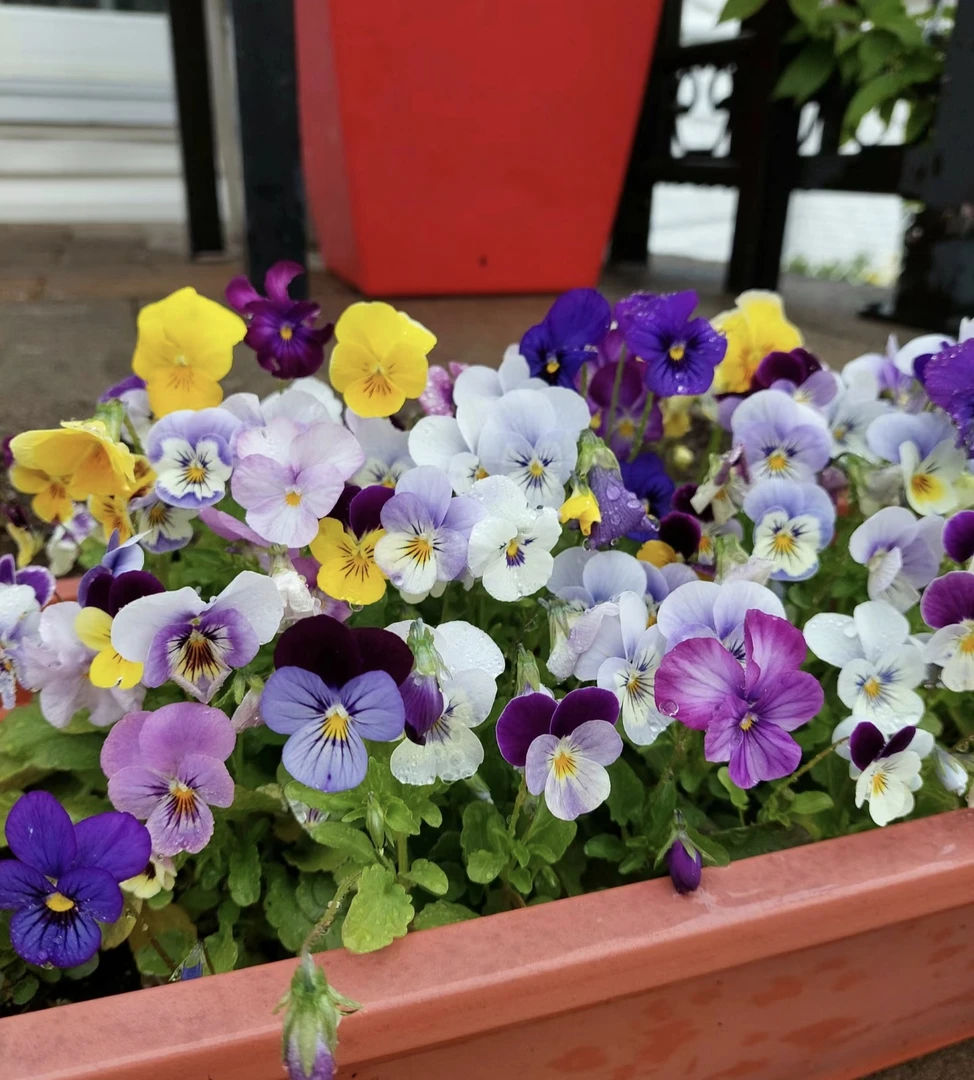 [多色角堇] 11cm盆 带花苞耐寒冬季四季开花卉盆栽阳台庭院三色堇