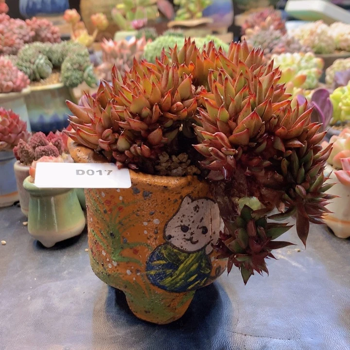 一物一拍含盆土满38包邮D017