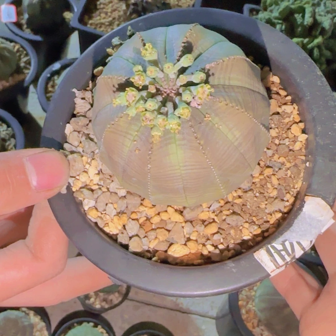 块根植物块根植物