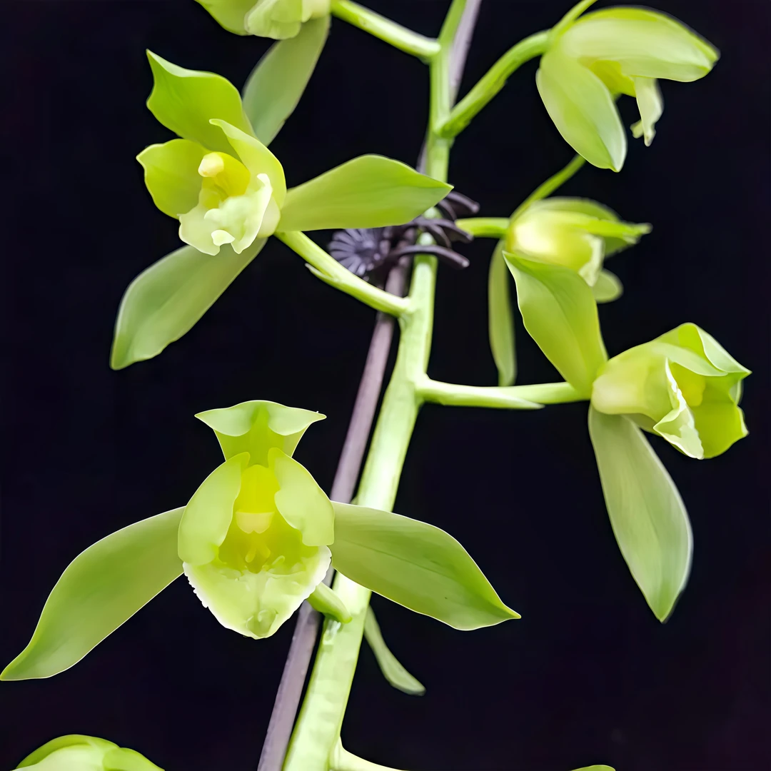 【秦深素】蕙兰高端铭品 旭槿兰花高山种植无温室不加温阳台养兰