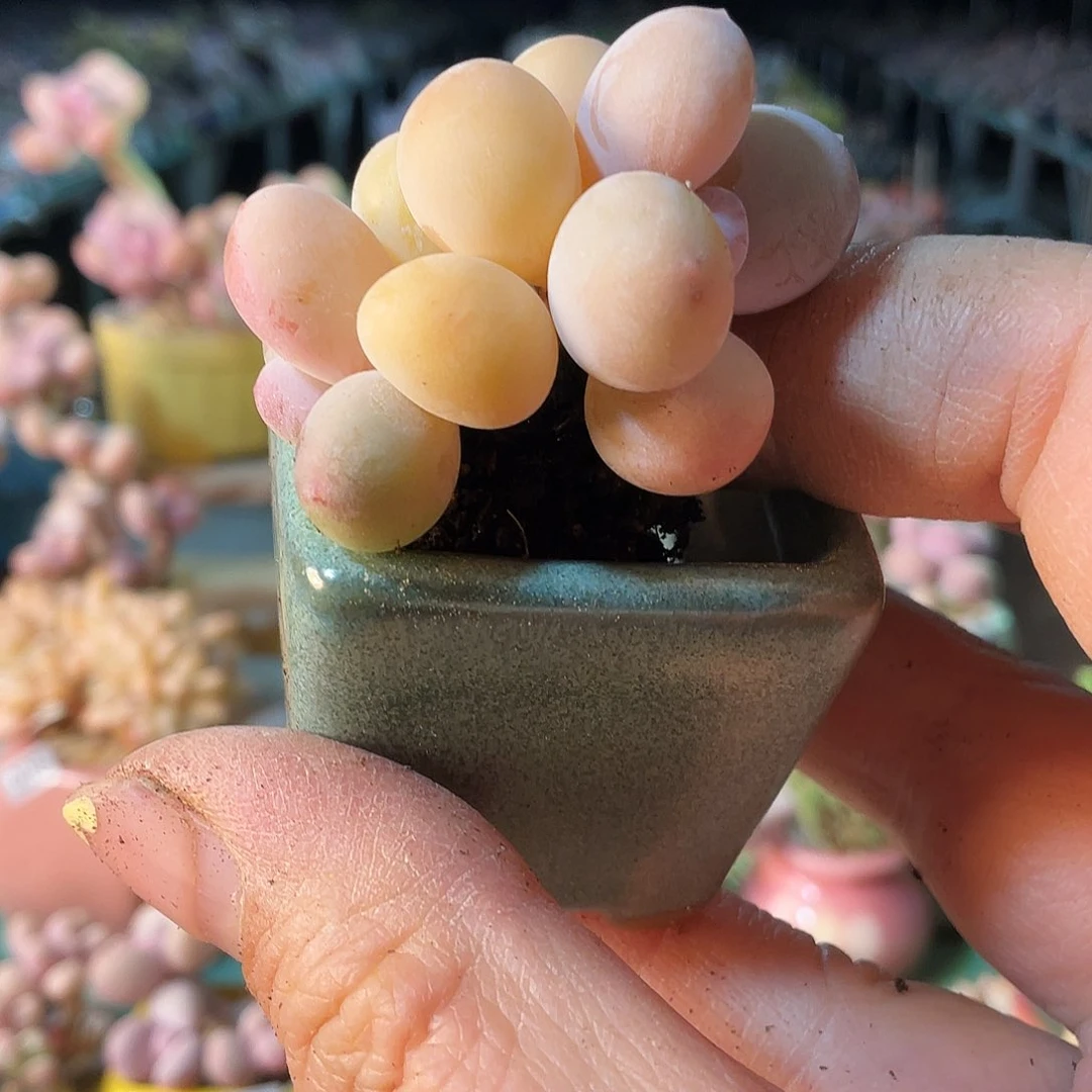 ·****多肉植物的生长发育与生长