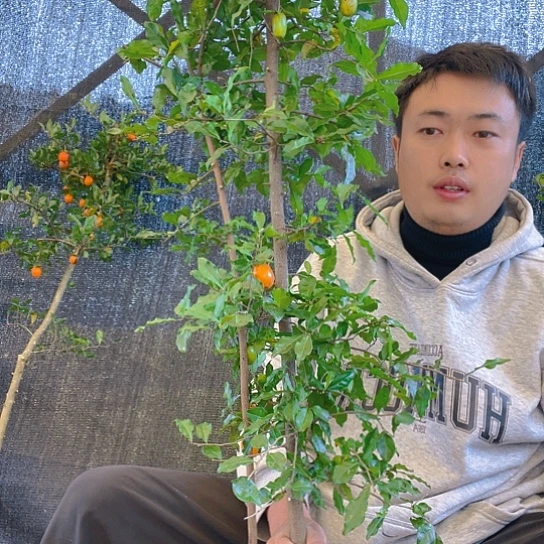 无花朵金弹子庭院原生品种