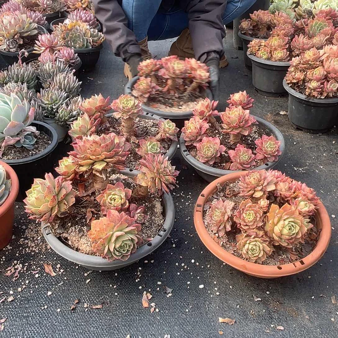 28盆 贝拉5头起11.8米 量拍多肉