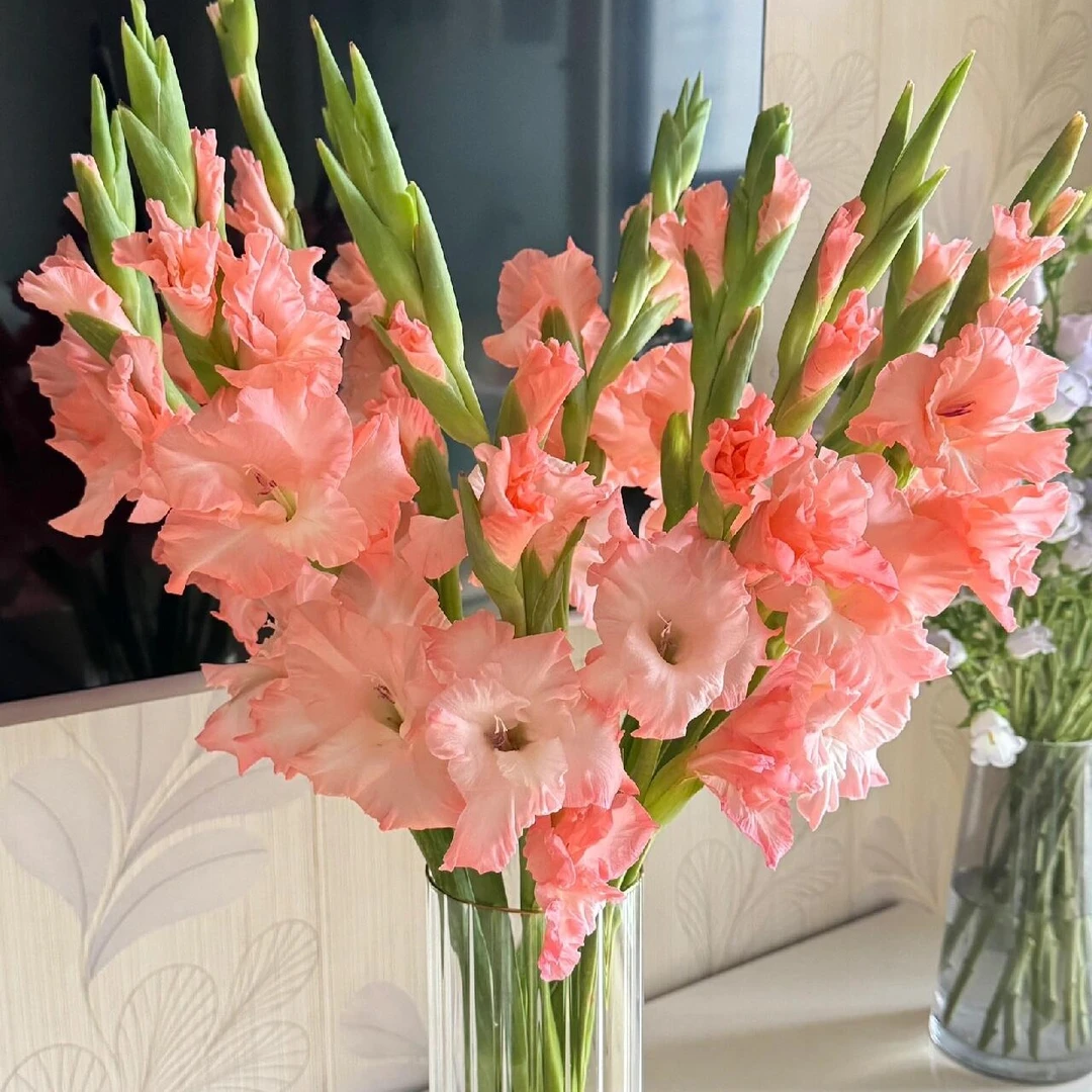 【邂逅花芽】建兰粉色5支装