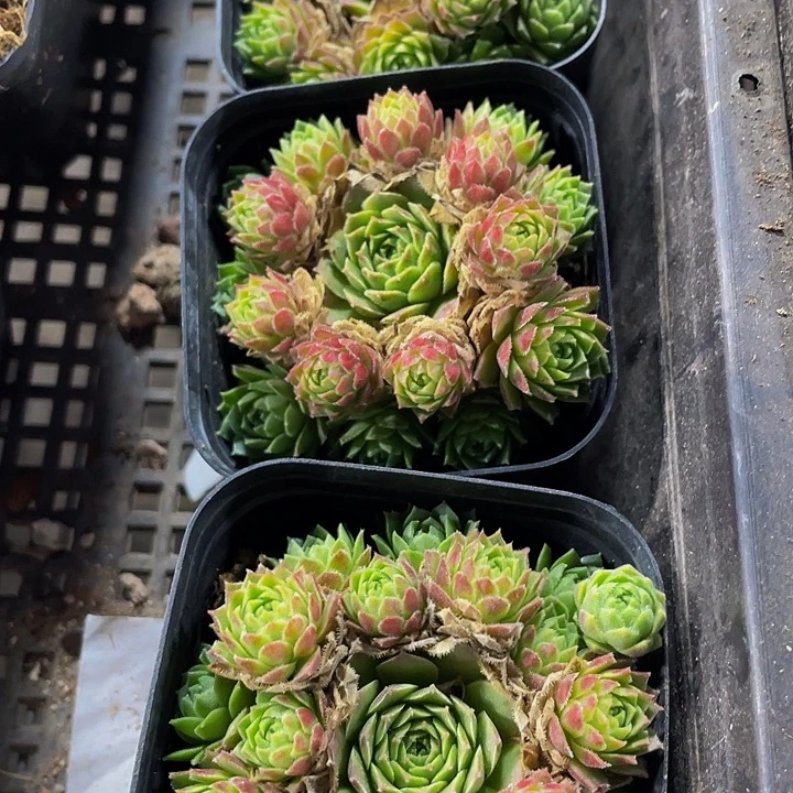 爱德华球带盆土发