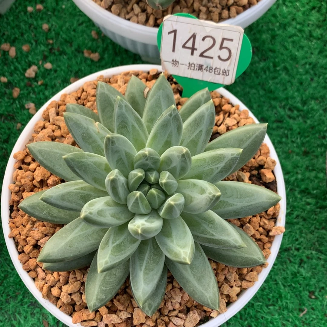 胖体青花瓷单头1425