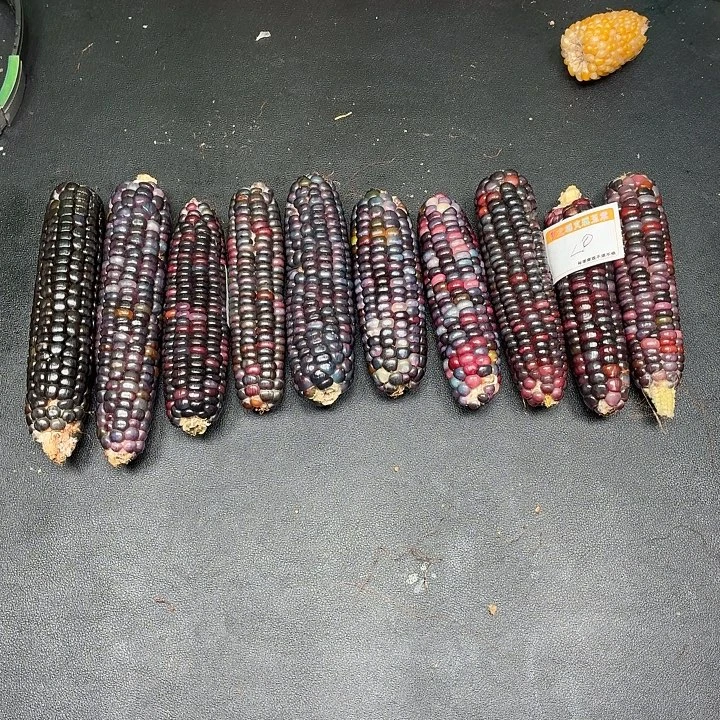 柏香籽/百香籽吊坠