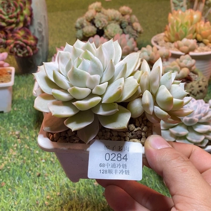 0284啊啊啊啊啊啊啊啊啊啊