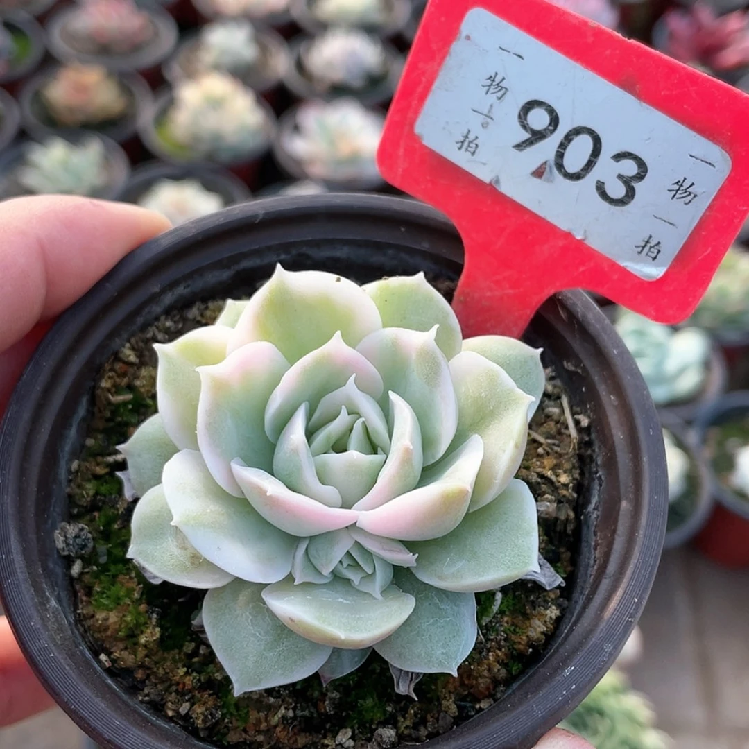 【闪购商品】903号