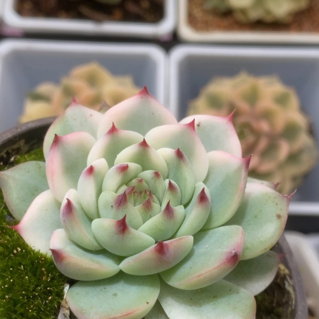 611锦锦锦锦锦锦锦锦