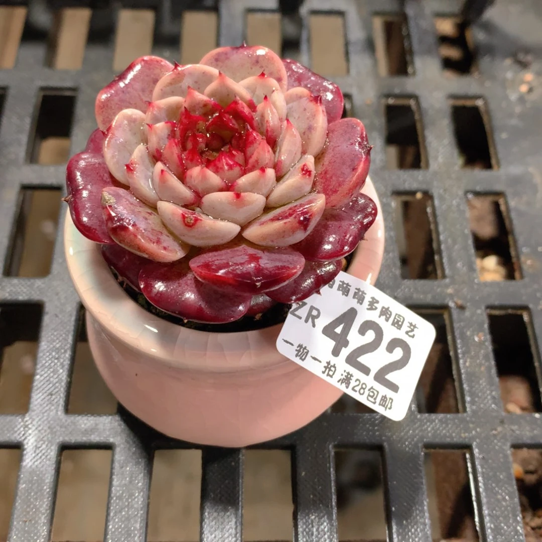 肉萌萌拇指盆精控多肉ZR422