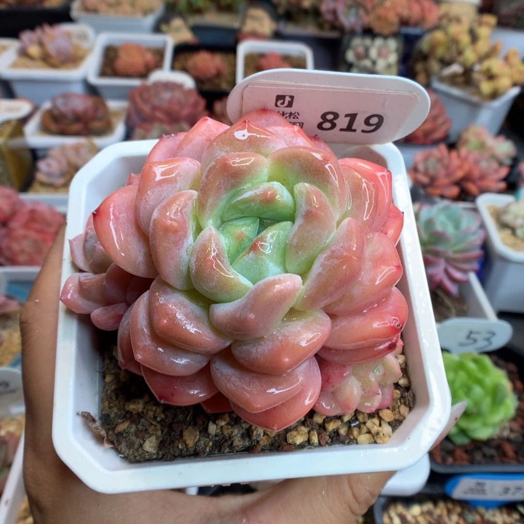 819三头糖心B06多肉叠叶