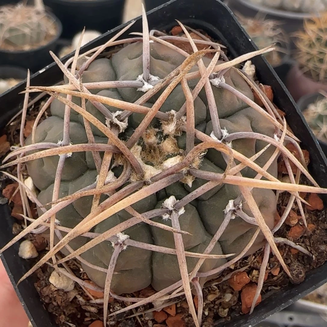 015实生4.5厘米裸萼多肉