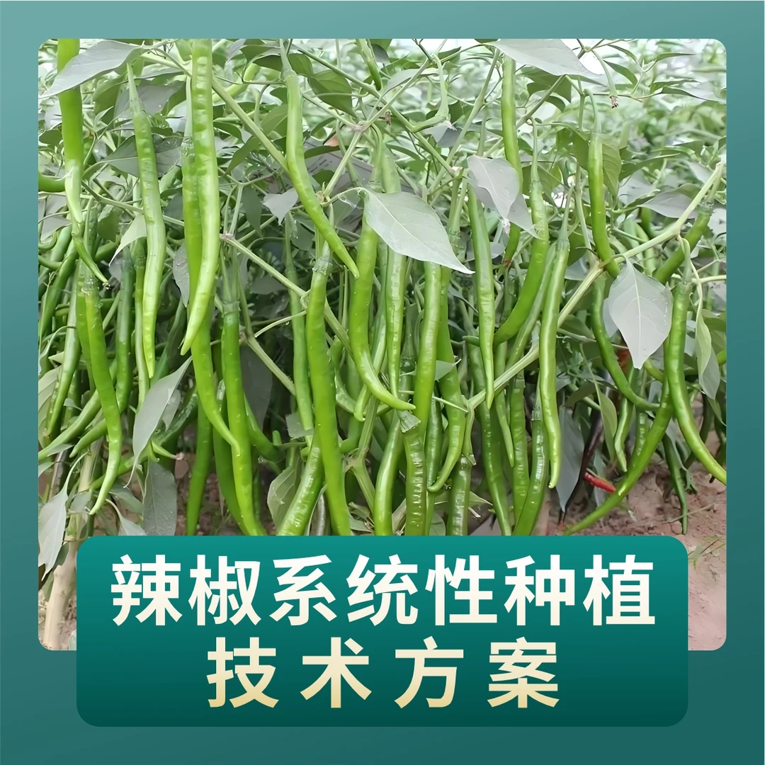 辣椒系统性种植技术方案