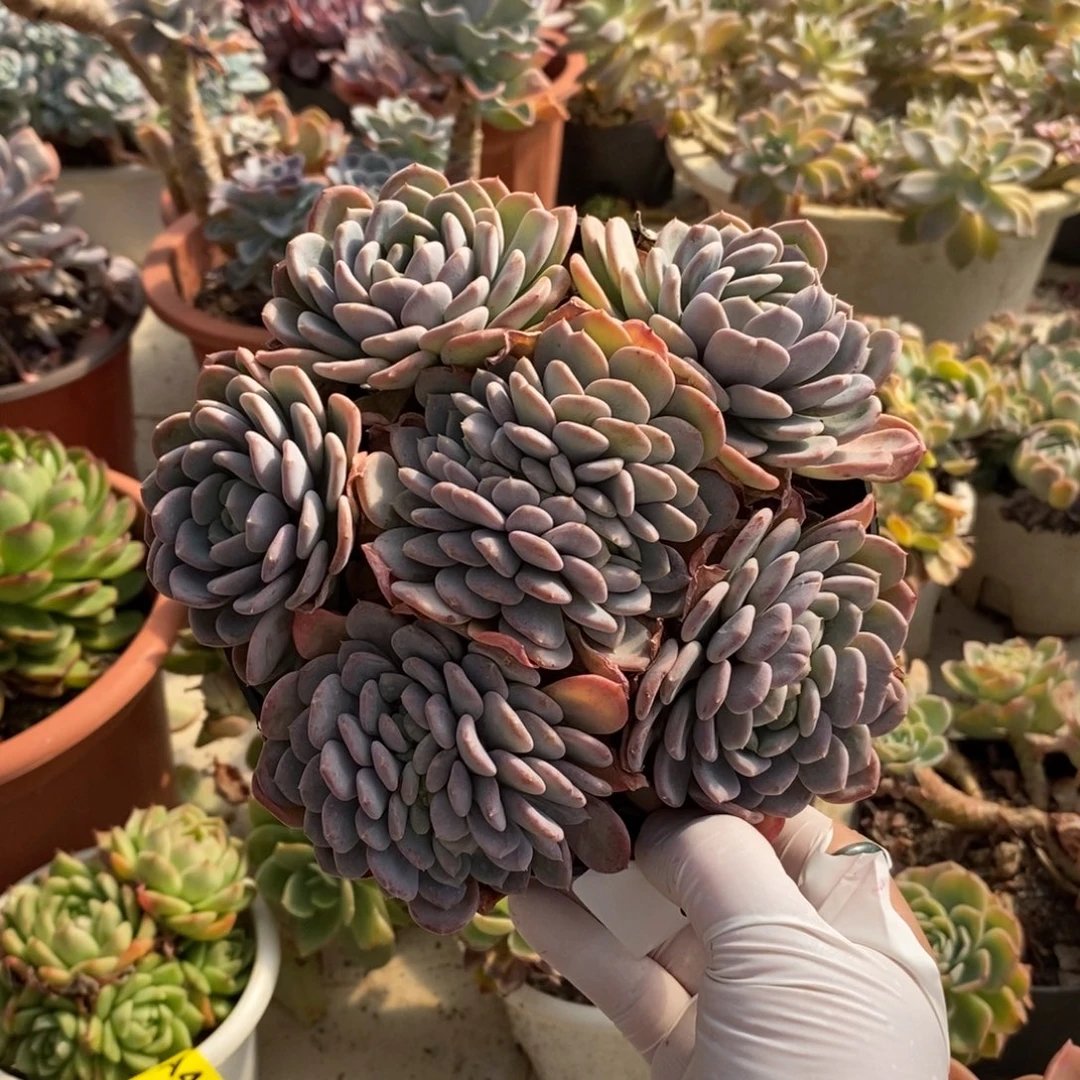 一***叶354玛瑙老桩一物一拍