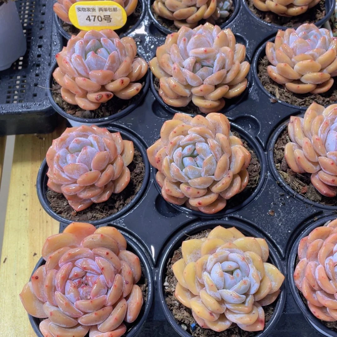 470号 精品全状态福利仙女橙单头起三个