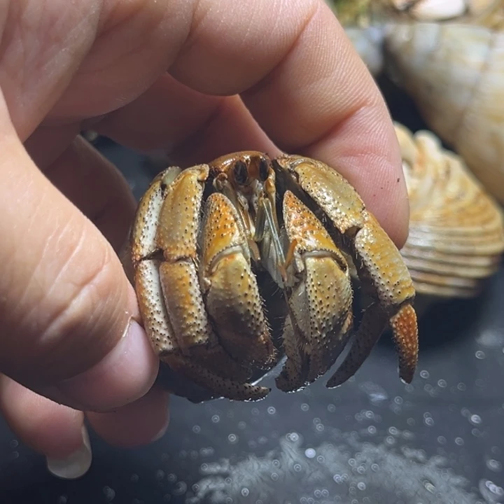 澳瓜3.2口径需要拍加热包