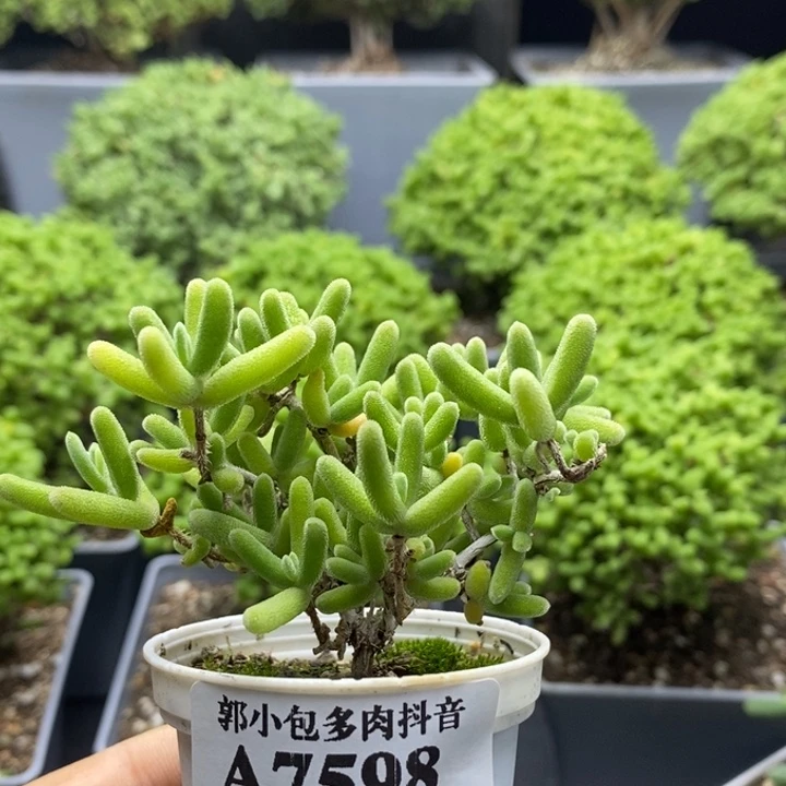 钻石7598枝干番杏