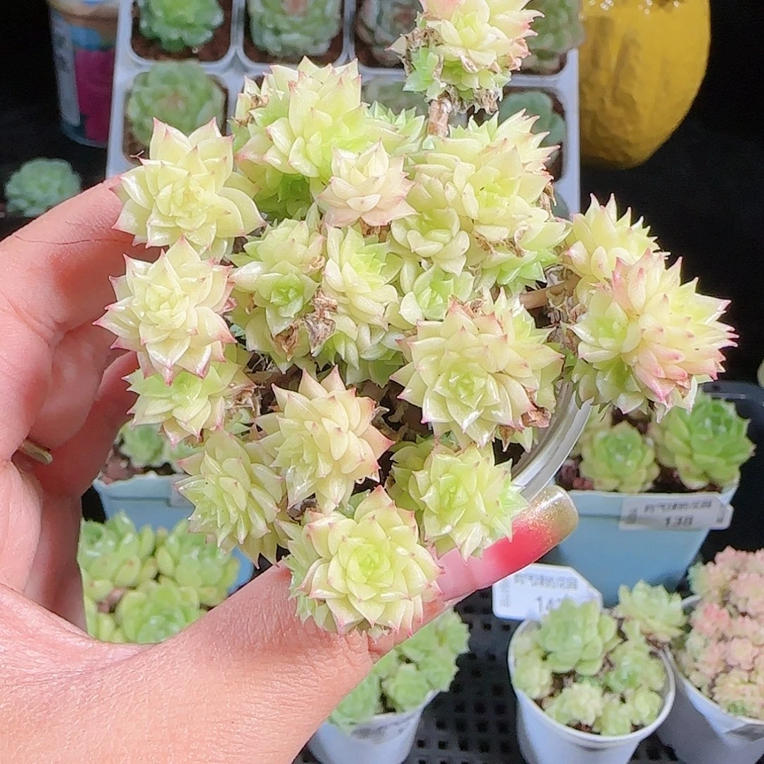 0927-146麦秆优选不包整