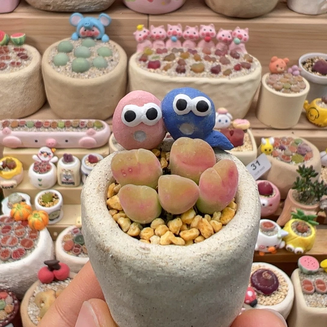 多肉植物55号毛翠滴