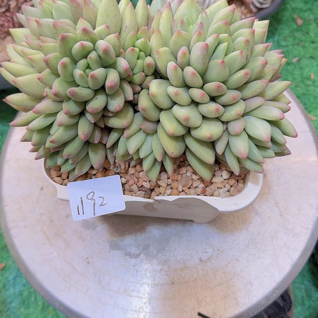 刘*燕1192米奇林多肉