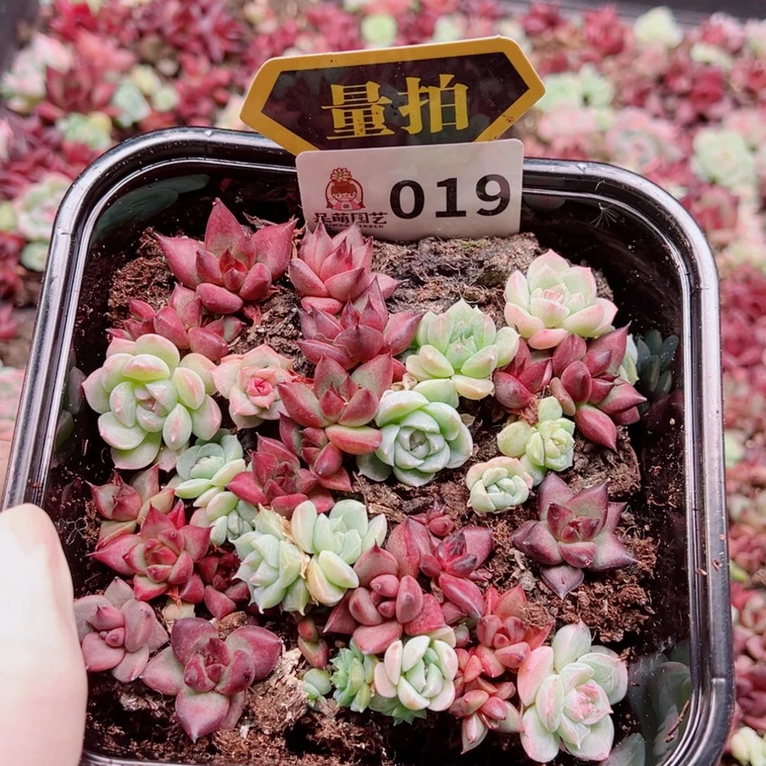 多肉植物多肉植物
