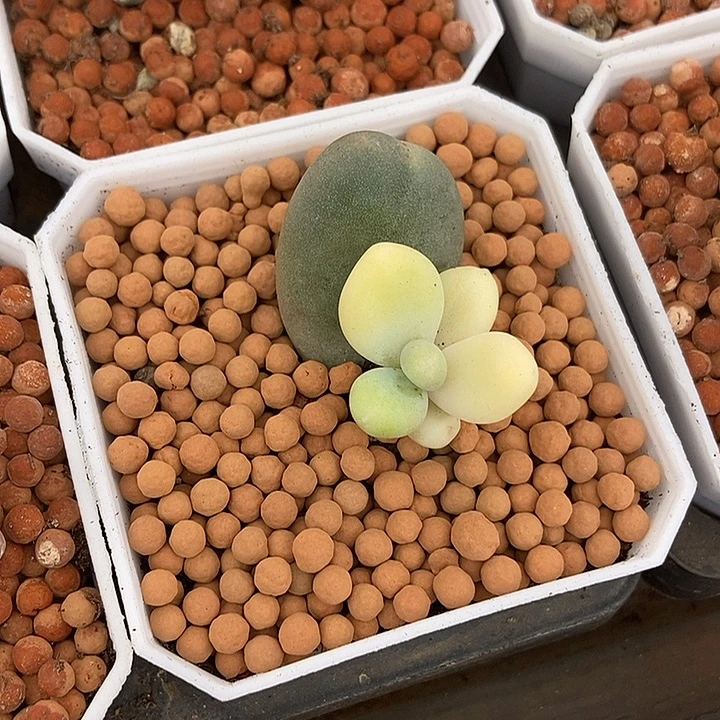 黄金鸡蛋大叶奶酪锦