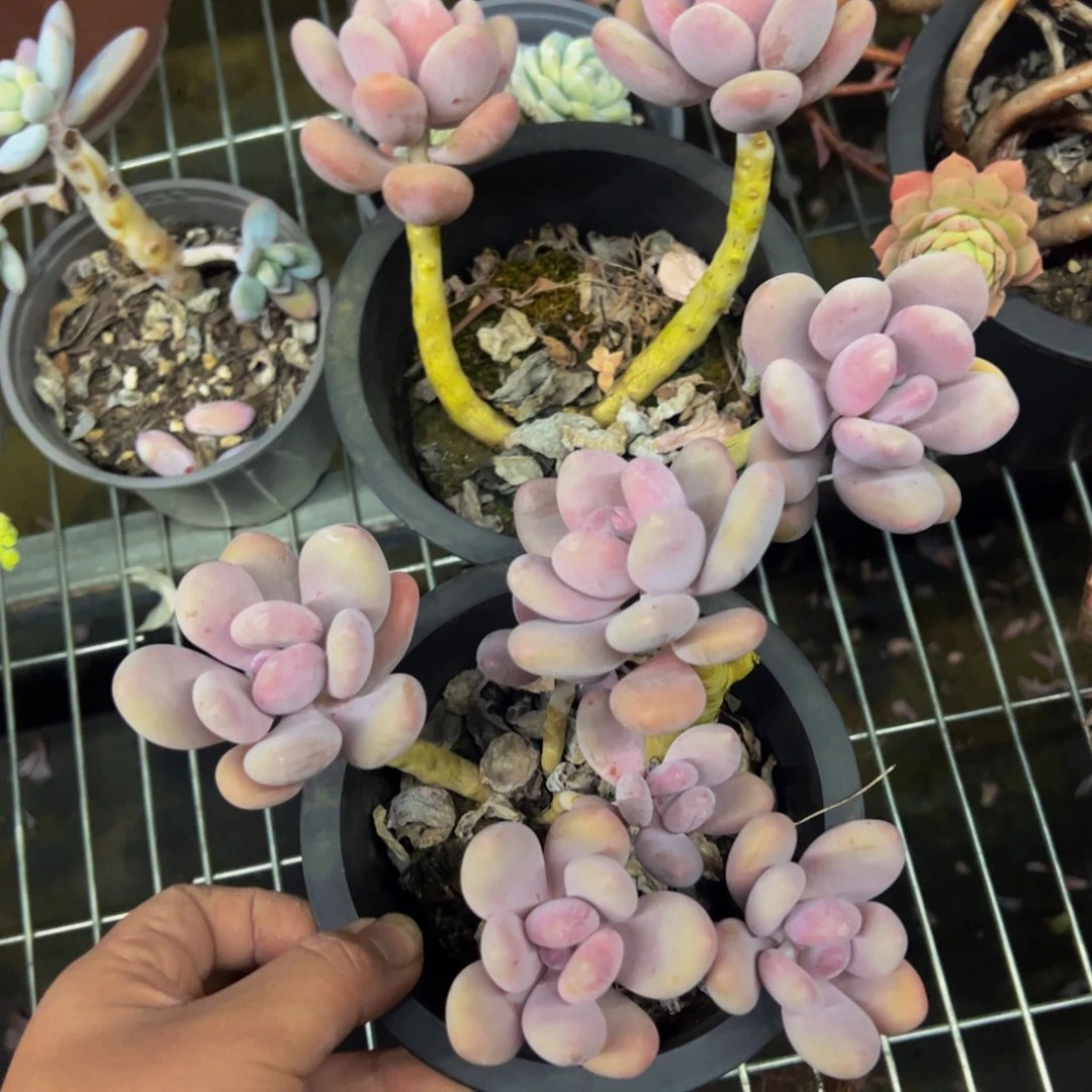 蛋黄奶四头起群生老桩