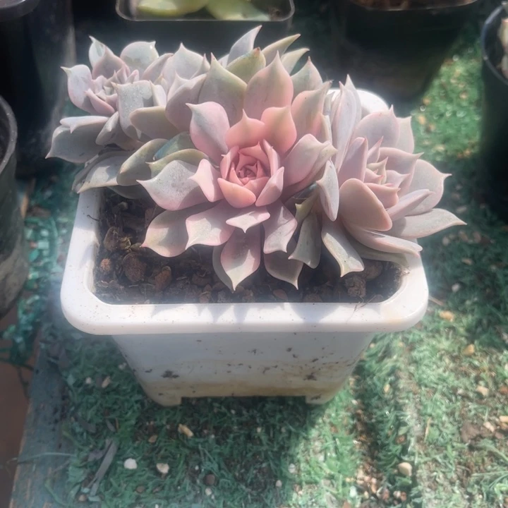 秋可园艺 粉蝶锦群