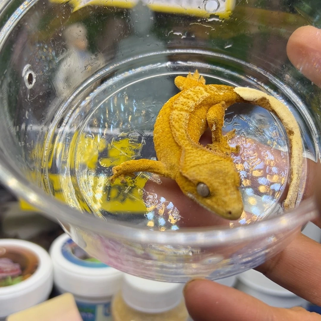 睫角守宫黄底双色波点