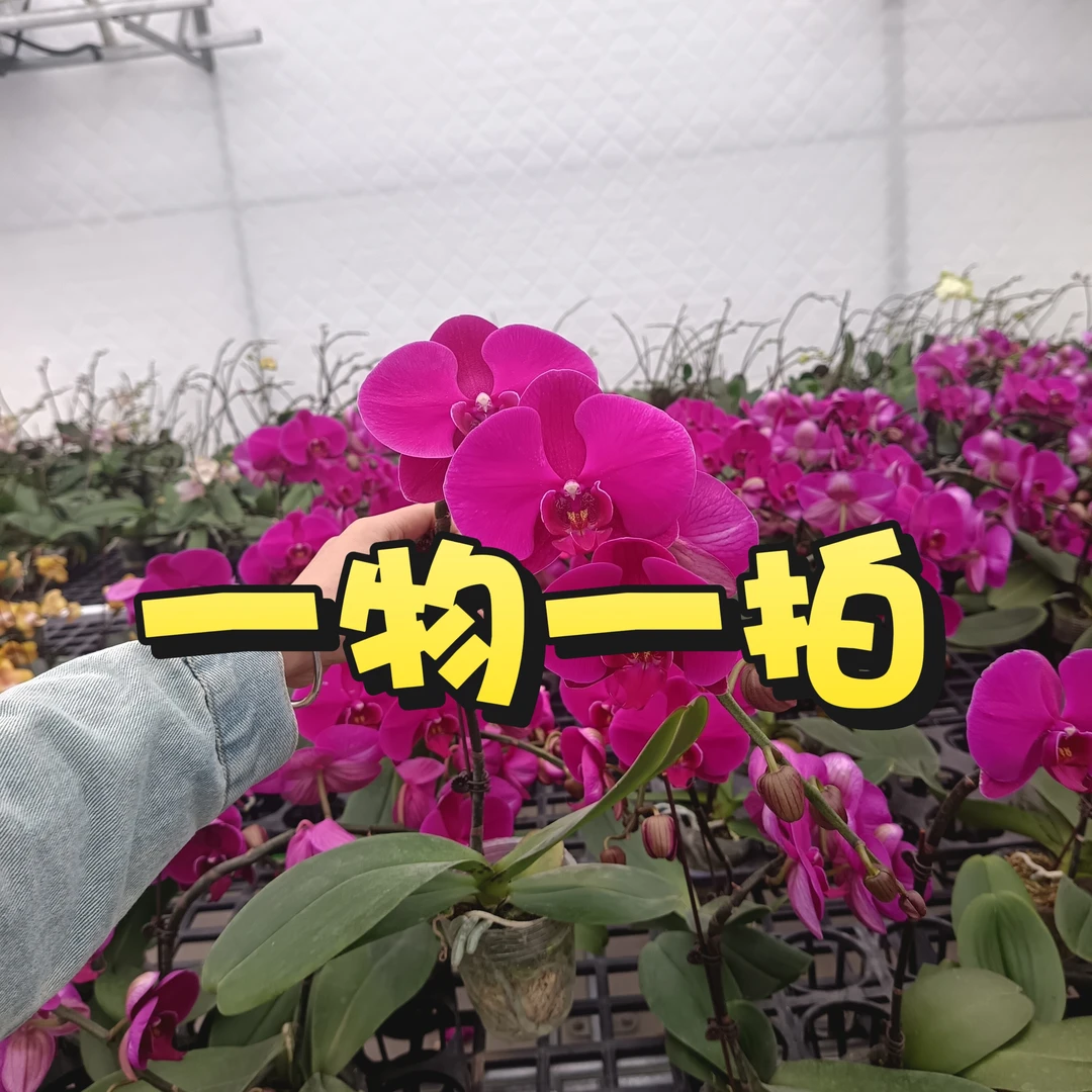 【一物一拍】蝴蝶兰 经典花卉 好看耐养 室内高端绿植花卉