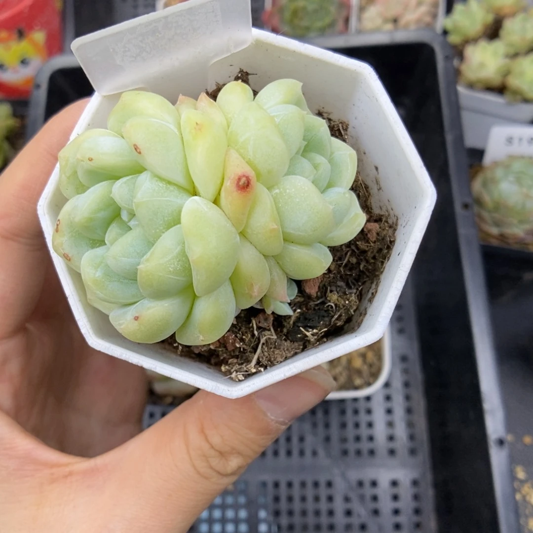 你****爱多肉植物。