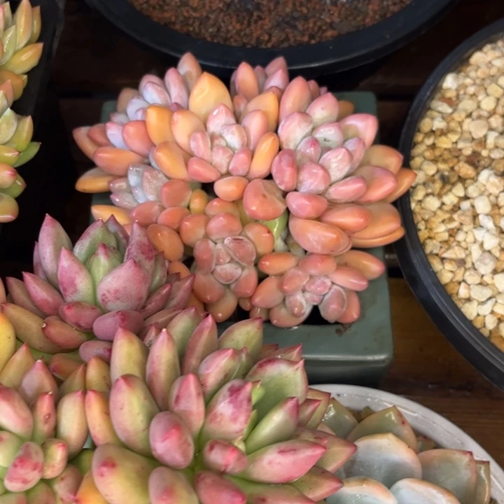 一***博一物一拍，米其林多肉。