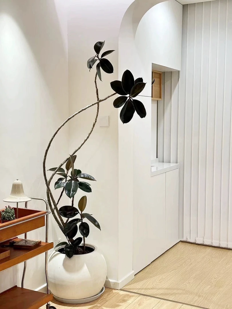 【黑金刚】橡皮树绿植造型室内大型绿植好养四季办公室落地款橡皮树