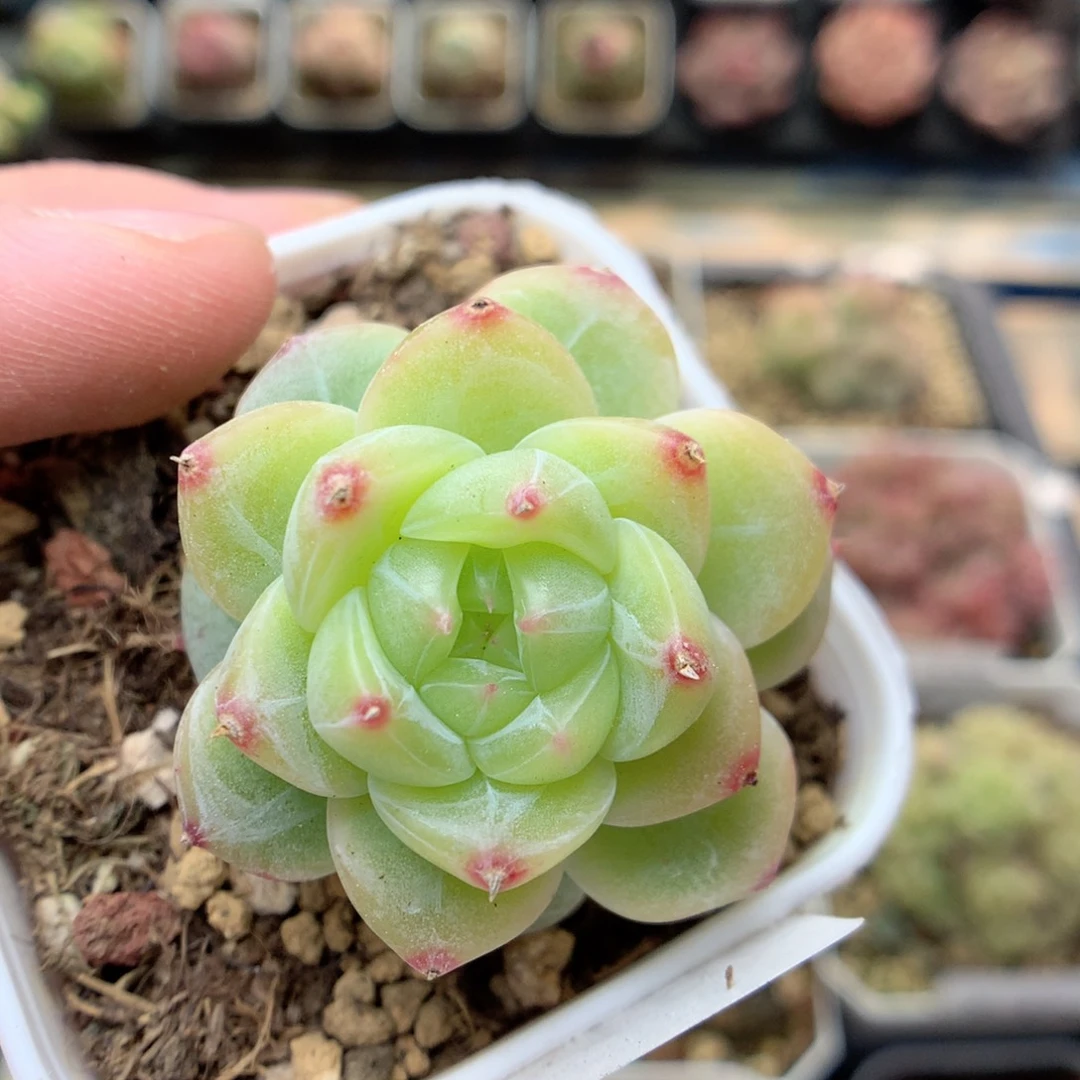 F186 ，20包邮两天凑单