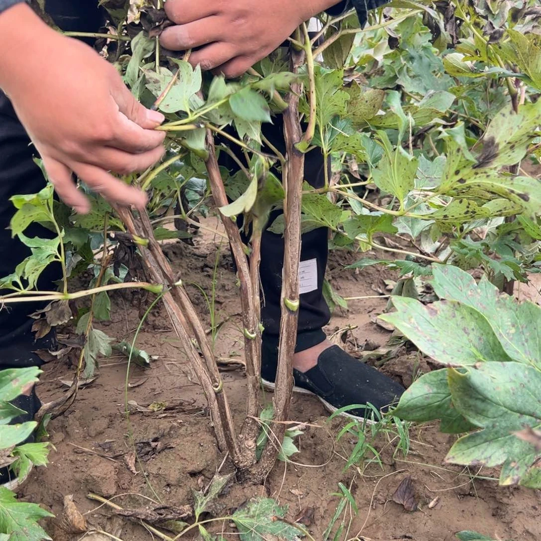 当前无花栽培后可以开花皇冠