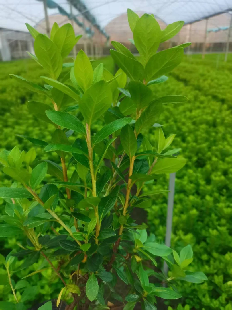 杜鹃花丹东红枝条(半斤)耐寒耐热品种