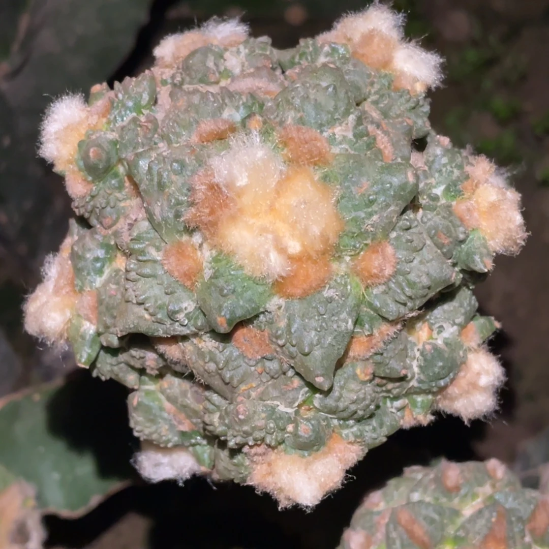 无花朵金毛哥怒群体