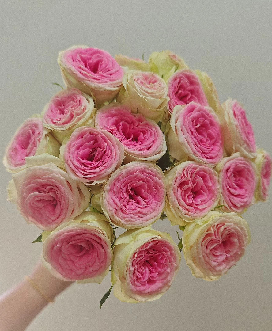 冰激凌多头玫瑰云南直发鲜切花水养插花情人节花礼物