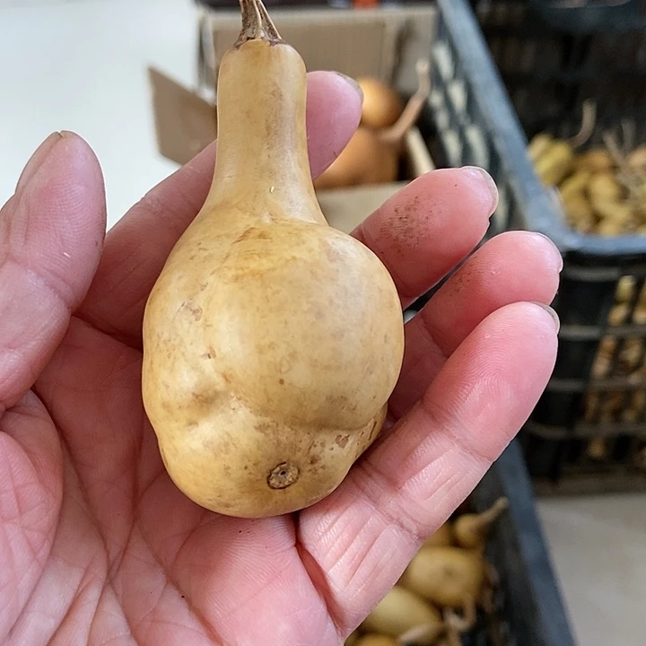 成*d s j d j d b j w w k d d