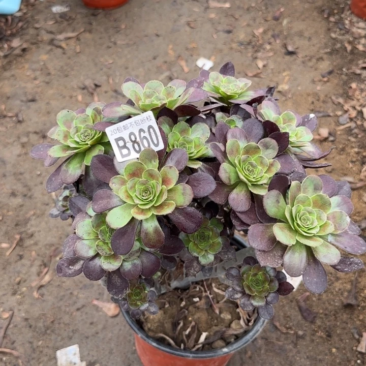 圆叶……多肉植物……