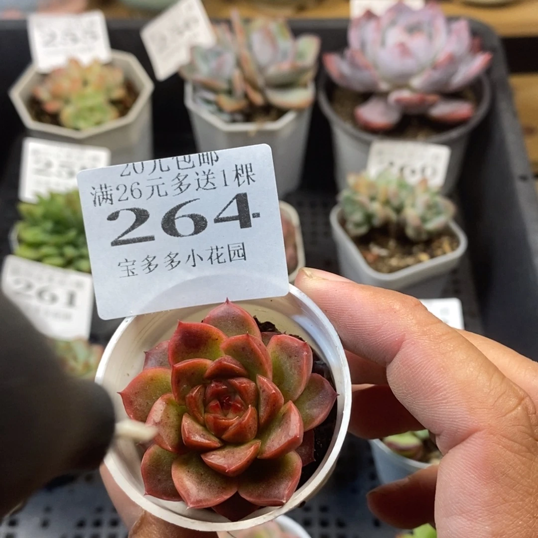 杂交一物一拍满20元包邮满26送一颗